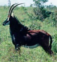 Private Safari at Shimba Hills