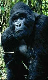 Private Three Day Mountain Gorillas of Uganda Safari