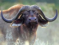Private Three Day Safari to Maasai Mara National Reserve