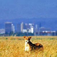 Private Tour To Nairobi National Park And Animal Orphanage