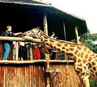 Private Tour to the Karen Blixen Museum and Giraffe Centre