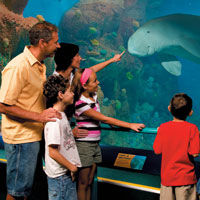 Skip the Line: Sea World Gold Coast