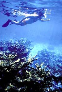 Key West Snorkeling