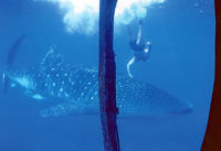 Atlantis Kona Submarine Adventure