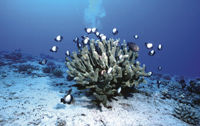 Kona Submarine Adventure and Snorkel Dolphin Cruise