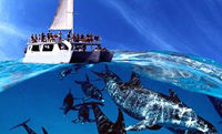 Kona Submarine Adventure and Snorkel Dolphin Cruise