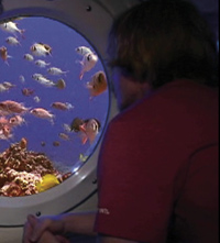 Kona Submarine Adventure plus Royal Kona Resort Luau