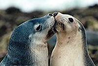 Bird and Sea Lion Tour