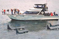 Victoria Whale Watch Tour