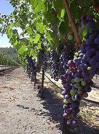 Helicopter Tour with Picnic Lunch in the San Francisco Wine Country
