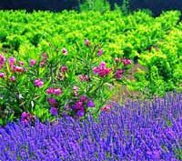 Great Provence Wines and Famous Sites by Minivan