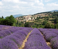 Morning or Afternoon Lavender Tour of Provence
