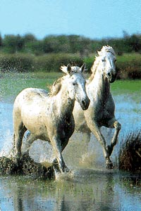 Private Tour of La Camargue with Rhone River Cruise