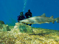 Dive with the Sharks at The Florida Aquarium in Tampa Bay