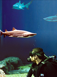 Dive with the Sharks