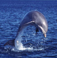 Dolphin Eco-Tour