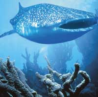 4WD Ningaloo Reef Adventure