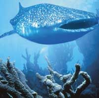 Australia Perth - 7 Day 4WD Ningaloo Reef Adventure activities