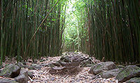 Bamboo Forest Hiking Trek