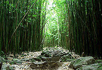 Bamboo Forest Hiking Trek