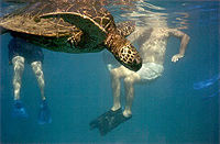 Turtle Reef Kayak Tour