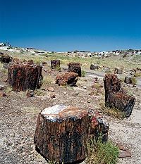 Petrified Forest, Painted Desert and Meteor Crater