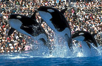 Sea World of California with Transport