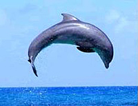 Dolphin Cove At Treasure Reef Admission Pass