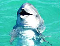 Ocho Rios Dolphin Touch Program