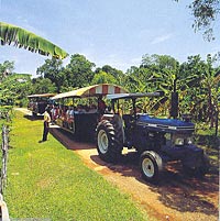 Prospect Plantation Tour by Jitney