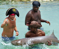 The Swim, Hold and Feed the Sharks Program