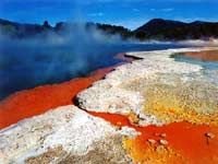 New Zealand Rotorua - Rotorua Eco Thermal Morning Tour tours
