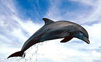 Dolphin Watch and Snorkel Cruise