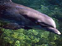Dolphin Watch and Snorkel Cruise
