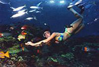 The Reef Express - Snorkel Sunset Combo Cruise