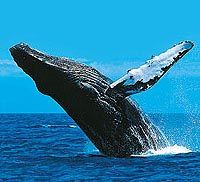 La Jolla Whale Watching Kayak Adventure