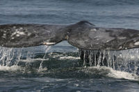 La Jolla Whale Watching Kayak Adventure