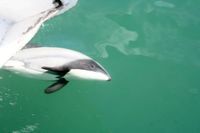 Swimming with Dolphins in Akaroa