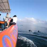 Bali Hai Ocean Rafting Dolphin Cruise