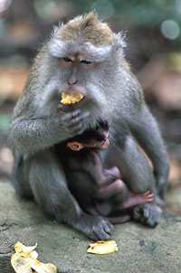 Monkey Forest, Mengwi Temple and Tanah Lot Private Tour