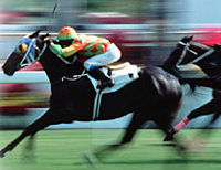Come Horse Racing Tour at the Hong Kong Jockey Club