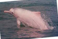Hong Kong Dolphin Watch