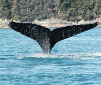 Juneau Whale Watching Adventure and Mendenhall Glacier
