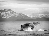 Juneau Whale Watching Adventure