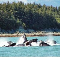 Juneau Whale Watching Adventure