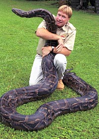 Jungle Encounter