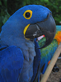 Parrot Jungle Island