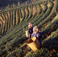 Bangkok to Chiang Mai 6-day Northern Thailand Tour