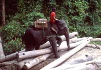 Chiang Mai Safari including Elephant Trek