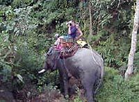 Elephant Adventure, Hilltribes and Mae Kok River Trip
